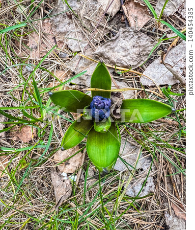 Sprouting blue hyacinth flower bud in early spring. Top view of young Hyacinthus orientalis plant growing through dry leaves. Sprouting blue hyacinth flower bud in early spring. Top view of young Hyacinthus orientalis plant growing through dry leaves. 140454385
