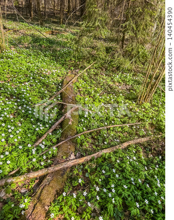 Mossy fallen tree log surrounded by blooming wild white anemone flowers on forest floor. Natural spring woodland landscape. Mossy fallen tree log surrounded by blooming wild white anemone flowers on forest floor. Natural spring woodland landscape. 140454390
