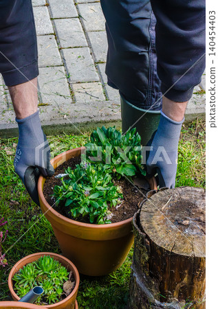 Gardener in Protective Gloves Moving Large Terracotta Flower Pot with Green Plants on Backyard Lawn for Spring Landscaping Gardener in Protective Gloves Moving Large Terracotta Flower Pot with Green Plants on Backyard Lawn for Spring Landscaping 140454403