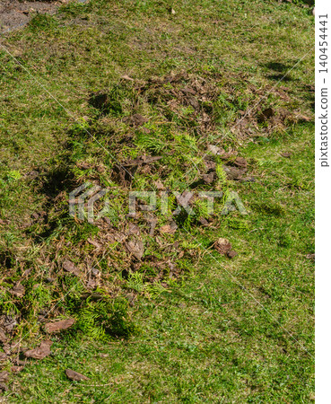 Pile of organic garden waste and evergreen branches on a green lawn for composting and spring cleanup in a residential backyard. Pile of organic garden waste and evergreen branches on a green lawn for composting and spring cleanup in a residential backyard. 140454441