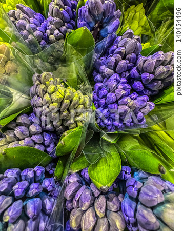 Fresh Purple Hyacinth Bouquets in Cellophane Wrap at a Flower Market Top View of Spring Blooms with Vibrant Green Leaves Fresh Purple Hyacinth Bouquets in Cellophane Wrap at a Flower Market Top View of Spring Blooms with Vibrant Green Leaves 140454496