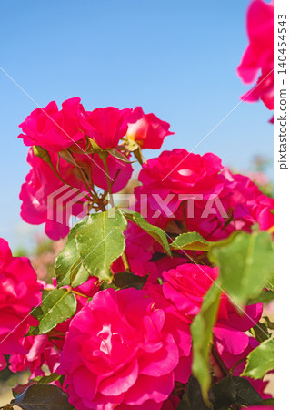 Flowers around the house, various in all seasons. Beautiful, pure flowers add color to the rose garden flowerbed in early summer. Flowers around the house, various in all seasons. Beautiful, pure flowers add color to the rose garden flowerbed in early summer. 140454543