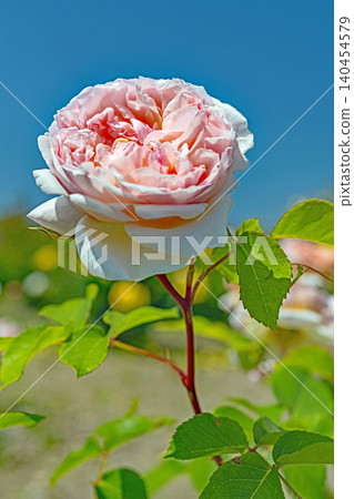 Flowers around the house, various in all seasons. Beautiful, pure flowers add color to the rose garden flowerbed in early summer. Flowers around the house, various in all seasons. Beautiful, pure flowers add color to the rose garden flowerbed in early summer. 140454579