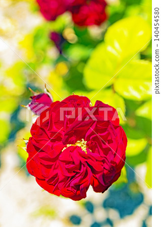 Flowers around the house, various in all seasons. Beautiful, pure flowers add color to the rose garden flowerbed in early summer. Flowers around the house, various in all seasons. Beautiful, pure flowers add color to the rose garden flowerbed in early summer. 140454580