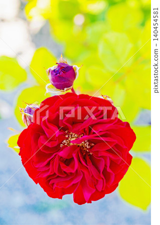 Flowers around the house, various in all seasons. Beautiful, pure flowers add color to the rose garden flowerbed in early summer. Flowers around the house, various in all seasons. Beautiful, pure flowers add color to the rose garden flowerbed in early summer. 140454581