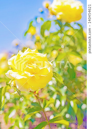 Flowers around the house, various in all seasons. Beautiful, pure flowers add color to the rose garden flowerbed in early summer. Flowers around the house, various in all seasons. Beautiful, pure flowers add color to the rose garden flowerbed in early summer. 140454621