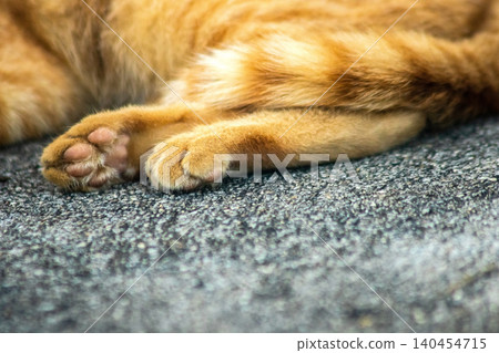An orange cat's paw on the floor. An orange cat's paw on the floor. 140454715
