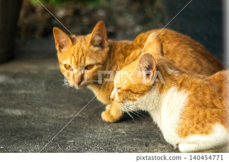 The orange cat lying peacefully on the floor reflects complete trust and relaxation. The orange cat lying peacefully on the floor reflects complete trust and relaxation. 140454771