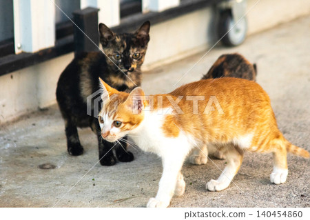 Three kittens are playing together. Three kittens are playing together. 140454860