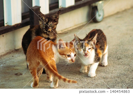 Three kittens are playing together. Three kittens are playing together. 140454863