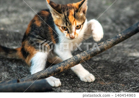 A calico kitten is exploring. A calico kitten is exploring. 140454903
