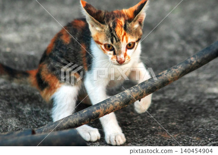 A calico kitten is exploring. A calico kitten is exploring. 140454904