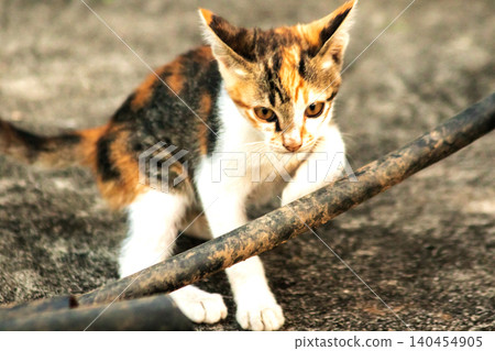 A calico kitten is exploring. A calico kitten is exploring. 140454905