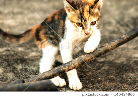 A calico kitten is exploring. 140454906