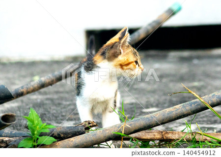 A calico kitten is exploring. A calico kitten is exploring. 140454912