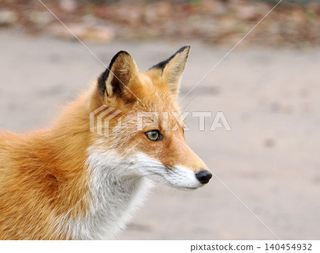Kita Fox looking at a distance 140454932