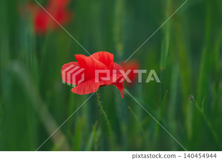 Red poppy in the green natural background Red poppy in the green natural background 140454944