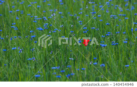 Red poppy in the green natural background Red poppy in the green natural background 140454946