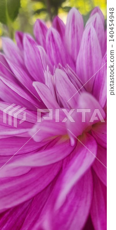 Red dahlia flower Red dahlia flower 140454948