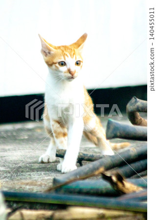 An orange kitten is exploring. An orange kitten is exploring. 140455011