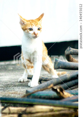 An orange kitten is exploring. 140455012
