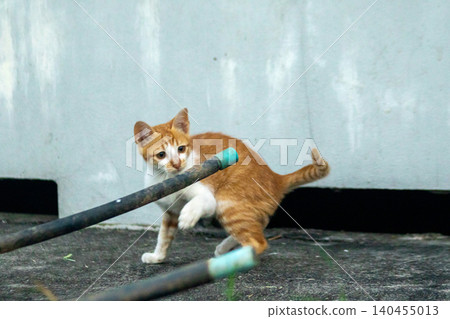 An orange kitten is exploring. An orange kitten is exploring. 140455013