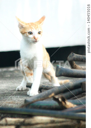 An orange kitten is exploring. 140455016