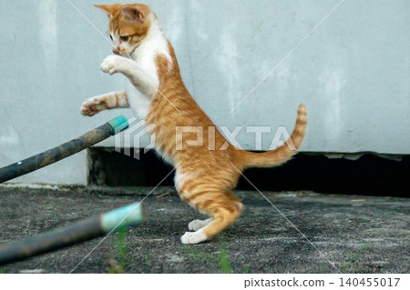 An orange kitten is exploring. 140455017