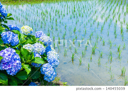 初夏花卉(繡球花) 初夏花卉(繡球花) 140455039