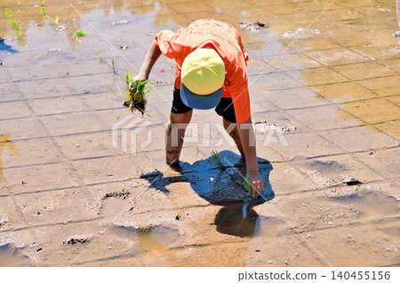 Children enjoying the experience of planting rice by hand in a rice paddy. Children enjoying the experience of planting rice by hand in a rice paddy. 140455156