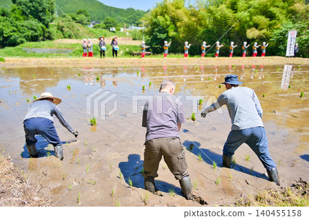 A man is participating in a rice planting experience by hand. A man is participating in a rice planting experience by hand. 140455158