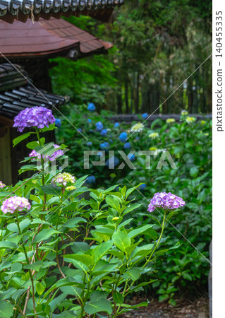The tiled roofs that bear the marks of history, and the fresh beauty of hydrangeas. The tiled roofs that bear the marks of history, and the fresh beauty of hydrangeas. 140455335