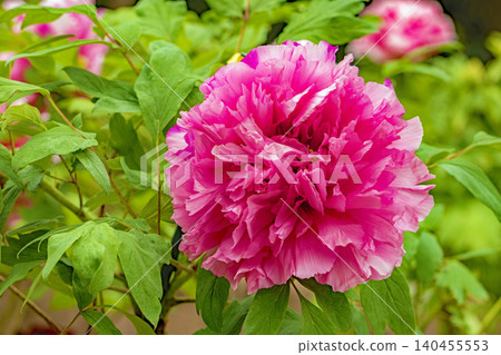 The wildflowers around the house change with the seasons; beautiful, colorful peony blossoms have begun to bloom in the flowerbeds of the botanical garden. The wildflowers around the house change with the seasons; beautiful, colorful peony blossoms have begun to bloom in the flowerbeds of the botanical garden. 140455553