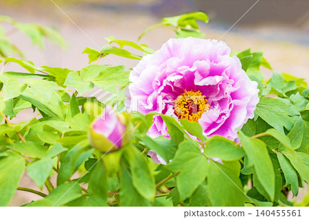 The wildflowers around the house change with the seasons; beautiful, colorful peony blossoms have begun to bloom in the flowerbeds of the botanical garden. The wildflowers around the house change with the seasons; beautiful, colorful peony blossoms have begun to bloom in the flowerbeds of the botanical garden. 140455561