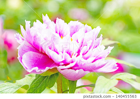 The wildflowers around the house change with the seasons; beautiful, colorful peony blossoms have begun to bloom in the flowerbeds of the botanical garden. The wildflowers around the house change with the seasons; beautiful, colorful peony blossoms have begun to bloom in the flowerbeds of the botanical garden. 140455563