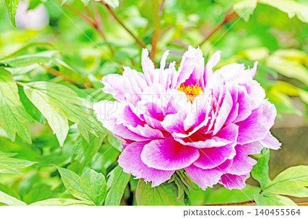 The wildflowers around the house change with the seasons; beautiful, colorful peony blossoms have begun to bloom in the flowerbeds of the botanical garden. The wildflowers around the house change with the seasons; beautiful, colorful peony blossoms have begun to bloom in the flowerbeds of the botanical garden. 140455564
