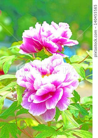 The wildflowers around the house change with the seasons; beautiful, colorful peony blossoms have begun to bloom in the flowerbeds of the botanical garden. The wildflowers around the house change with the seasons; beautiful, colorful peony blossoms have begun to bloom in the flowerbeds of the botanical garden. 140455565