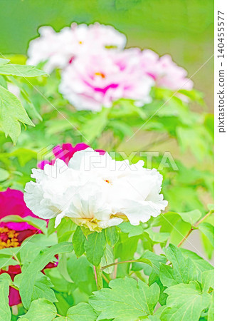 The wildflowers around the house change with the seasons; beautiful, colorful peony blossoms have begun to bloom in the flowerbeds of the botanical garden. The wildflowers around the house change with the seasons; beautiful, colorful peony blossoms have begun to bloom in the flowerbeds of the botanical garden. 140455577