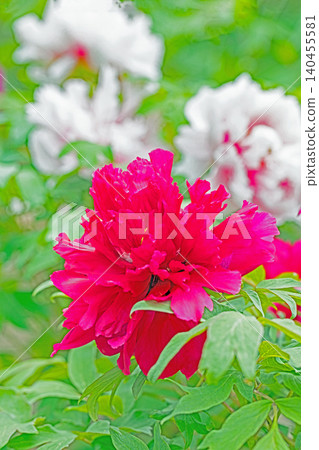 The wildflowers around the house change with the seasons; beautiful, colorful peony blossoms have begun to bloom in the flowerbeds of the botanical garden. The wildflowers around the house change with the seasons; beautiful, colorful peony blossoms have begun to bloom in the flowerbeds of the botanical garden. 140455581