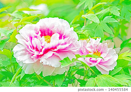 The wildflowers around the house change with the seasons; beautiful, colorful peony blossoms have begun to bloom in the flowerbeds of the botanical garden. The wildflowers around the house change with the seasons; beautiful, colorful peony blossoms have begun to bloom in the flowerbeds of the botanical garden. 140455584