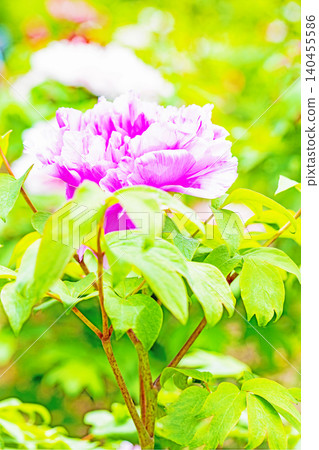 The wildflowers around the house change with the seasons; beautiful, colorful peony blossoms have begun to bloom in the flowerbeds of the botanical garden. The wildflowers around the house change with the seasons; beautiful, colorful peony blossoms have begun to bloom in the flowerbeds of the botanical garden. 140455586