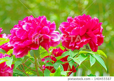 The wildflowers around the house change with the seasons; beautiful, colorful peony blossoms have begun to bloom in the flowerbeds of the botanical garden. The wildflowers around the house change with the seasons; beautiful, colorful peony blossoms have begun to bloom in the flowerbeds of the botanical garden. 140455587