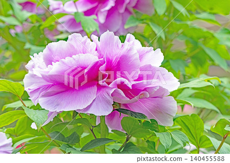 The wildflowers around the house change with the seasons; beautiful, colorful peony blossoms have begun to bloom in the flowerbeds of the botanical garden. The wildflowers around the house change with the seasons; beautiful, colorful peony blossoms have begun to bloom in the flowerbeds of the botanical garden. 140455588