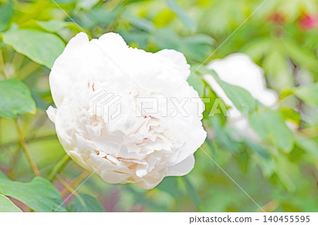 The wildflowers around the house change with the seasons; beautiful, colorful peony blossoms have begun to bloom in the flowerbeds of the botanical garden. The wildflowers around the house change with the seasons; beautiful, colorful peony blossoms have begun to bloom in the flowerbeds of the botanical garden. 140455595