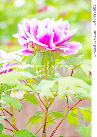 The wildflowers around the house change with the seasons; beautiful, colorful peony blossoms have begun to bloom in the flowerbeds of the botanical garden. The wildflowers around the house change with the seasons; beautiful, colorful peony blossoms have begun to bloom in the flowerbeds of the botanical garden. 140455602