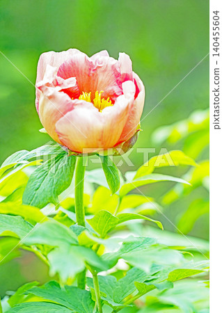 The wildflowers around the house change with the seasons; beautiful, colorful peony blossoms have begun to bloom in the flowerbeds of the botanical garden. 140455604