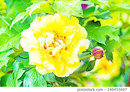 The wildflowers around the house change with the seasons; beautiful, colorful peony blossoms have begun to bloom in the flowerbeds of the botanical garden. The wildflowers around the house change with the seasons; beautiful, colorful peony blossoms have begun to bloom in the flowerbeds of the botanical garden. 140455607
