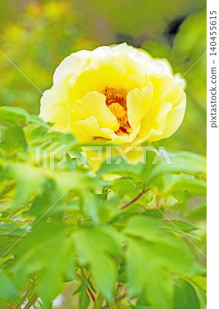 The wildflowers around the house change with the seasons; beautiful, colorful peony blossoms have begun to bloom in the flowerbeds of the botanical garden. The wildflowers around the house change with the seasons; beautiful, colorful peony blossoms have begun to bloom in the flowerbeds of the botanical garden. 140455615