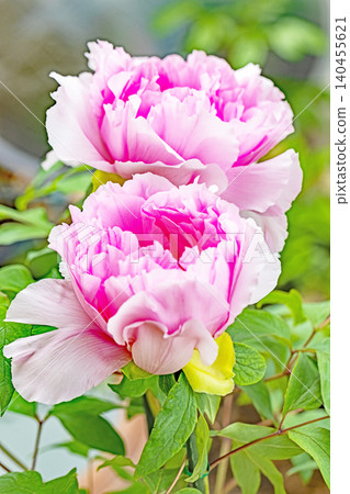 The wildflowers around the house change with the seasons; beautiful, colorful peony blossoms have begun to bloom in the flowerbeds of the botanical garden. The wildflowers around the house change with the seasons; beautiful, colorful peony blossoms have begun to bloom in the flowerbeds of the botanical garden. 140455621