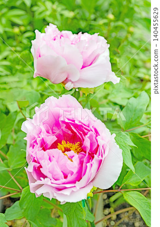 The wildflowers around the house change with the seasons; beautiful, colorful peony blossoms have begun to bloom in the flowerbeds of the botanical garden. The wildflowers around the house change with the seasons; beautiful, colorful peony blossoms have begun to bloom in the flowerbeds of the botanical garden. 140455629
